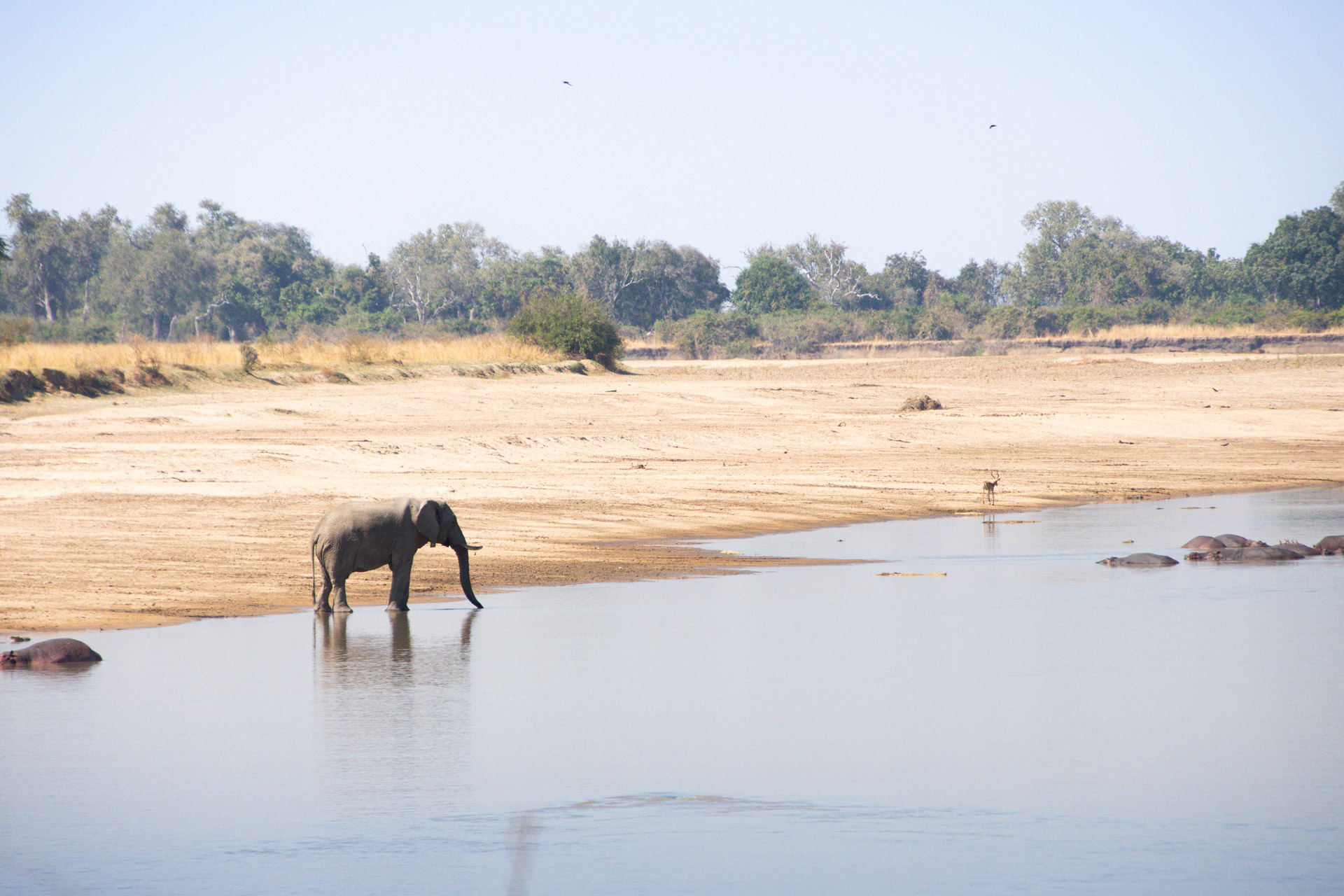 South-Luangwa-Nationalpark-Sambia-Globetrotter-Select-34