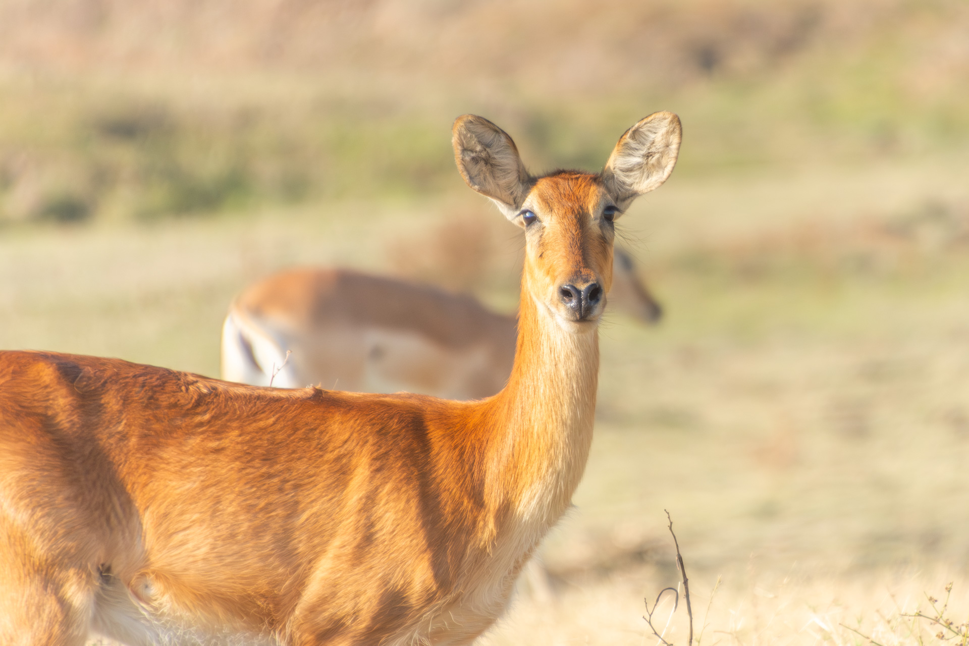 South-Luangwa-Nationalpark-Sambia-Globetrotter-Select-36