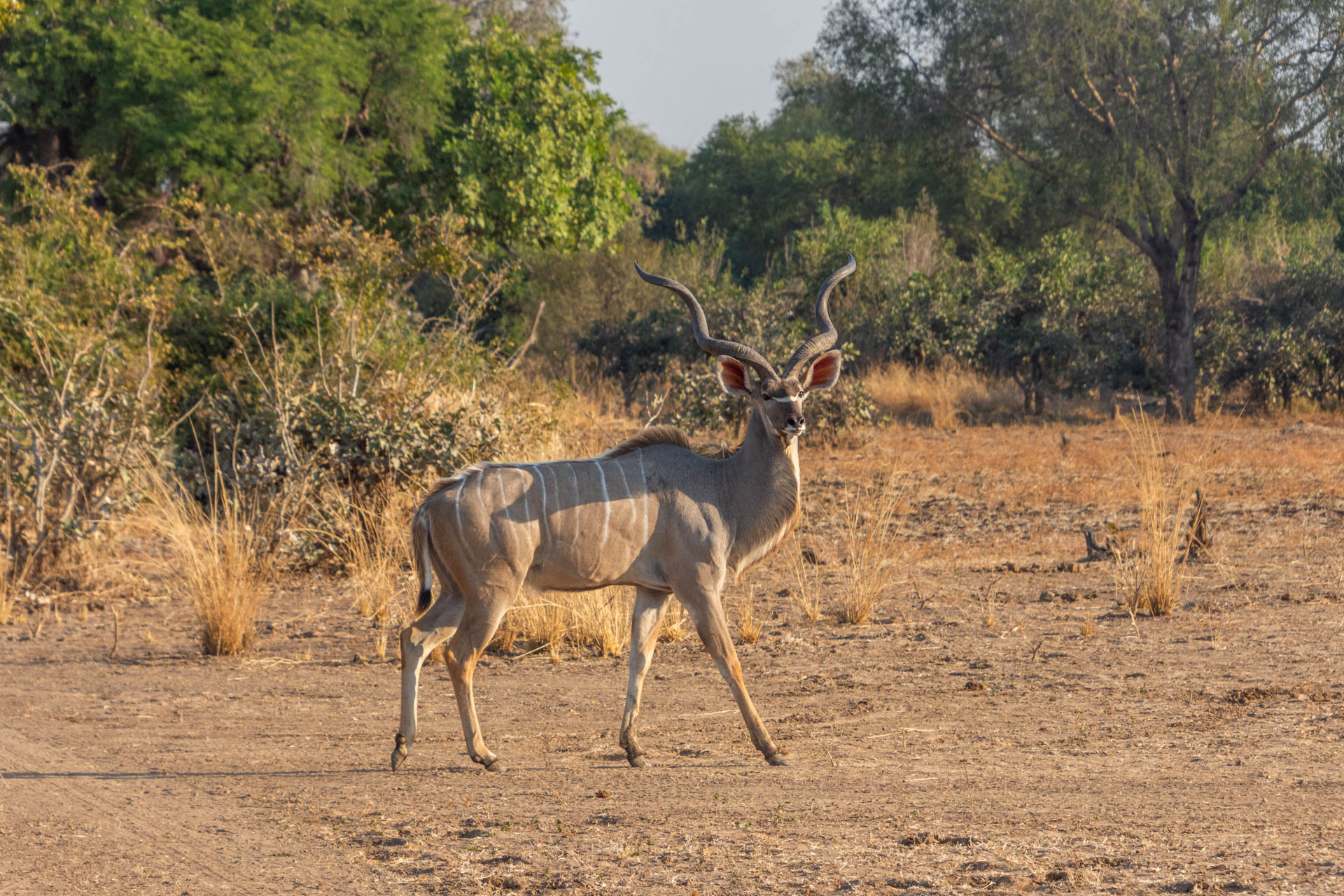 South-Luangwa-Nationalpark-Sambia-Globetrotter-Select-38