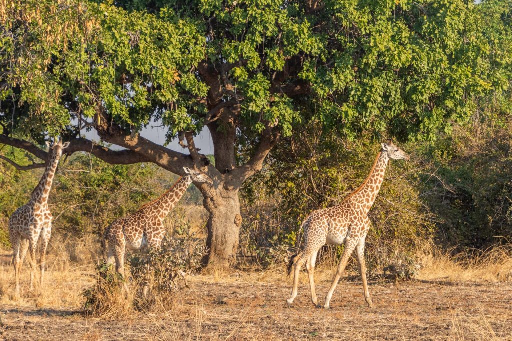 South Luangwa Nationalpark Sambia Globetrotter Select 39