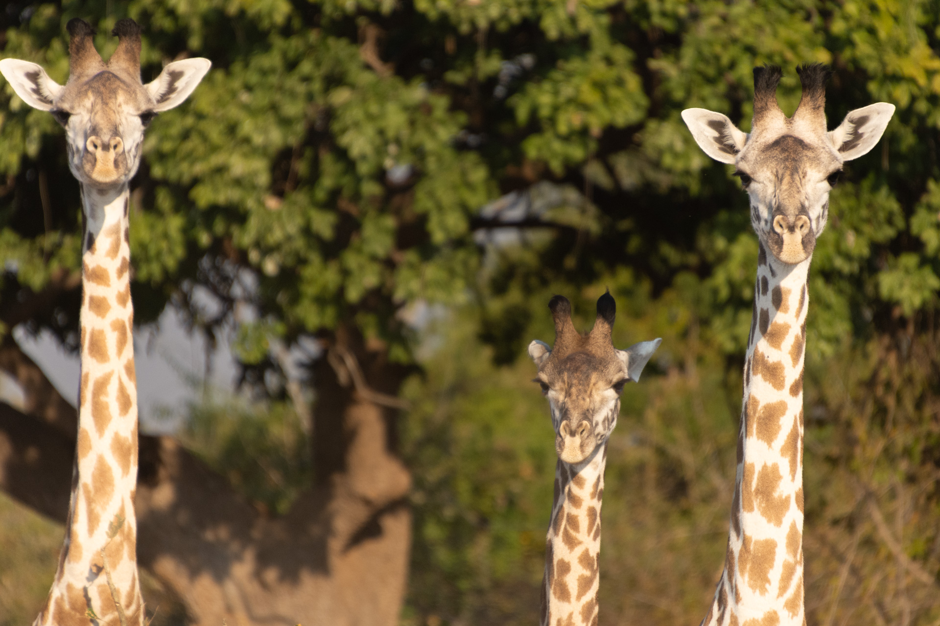 South-Luangwa-Nationalpark-Sambia-Globetrotter-Select-40
