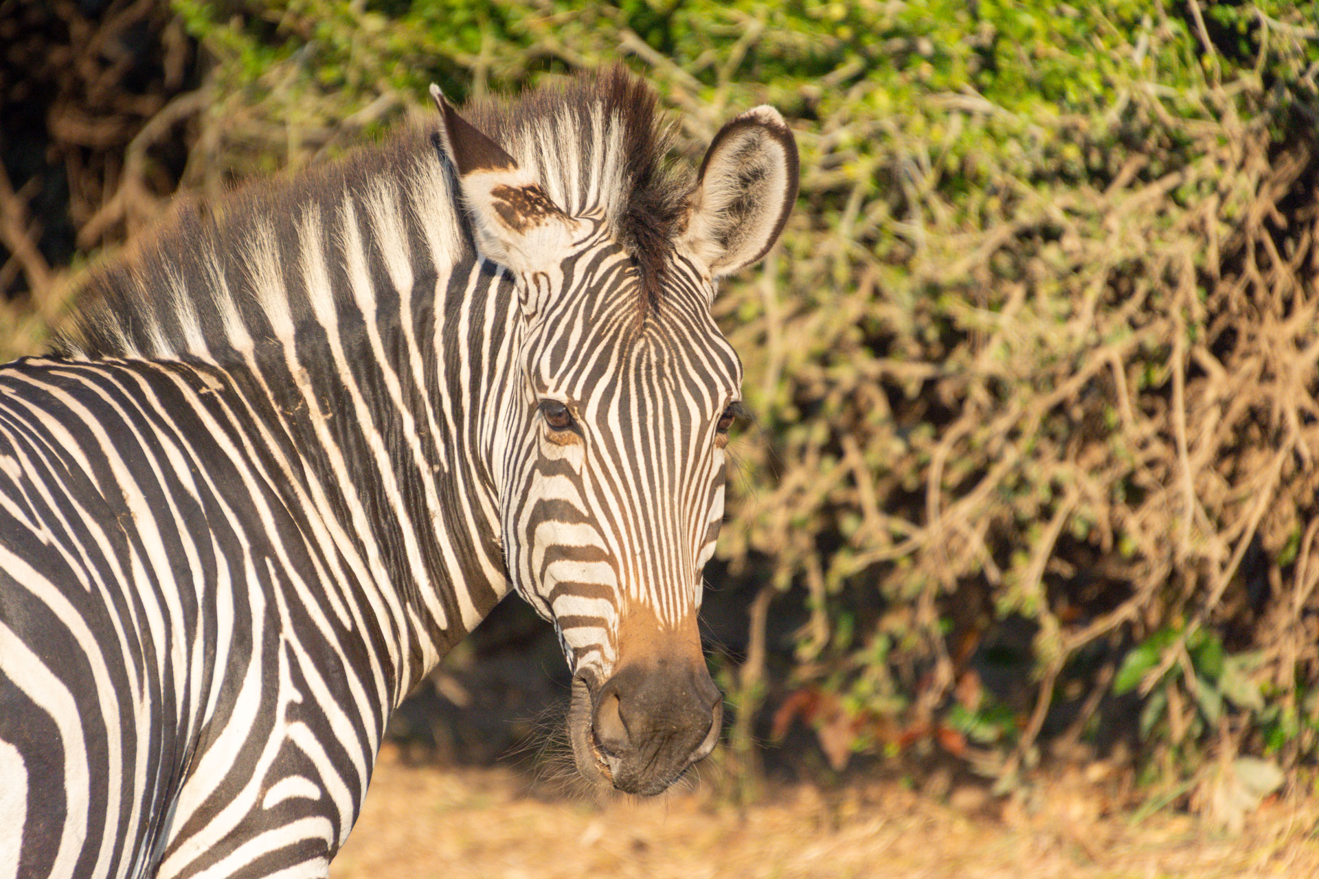 South-Luangwa-Nationalpark-Sambia-Globetrotter-Select-41