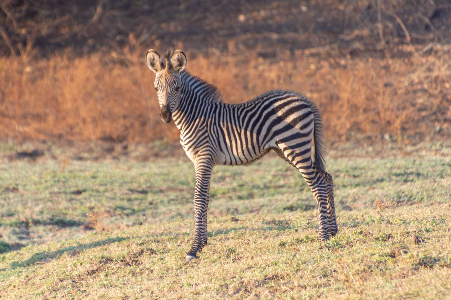 South-Luangwa-Nationalpark-Sambia-Globetrotter-Select-42
