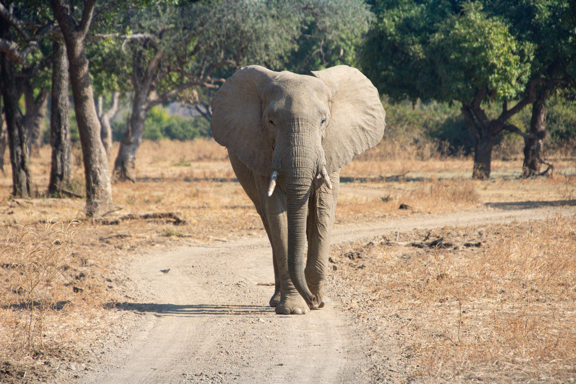 South-Luangwa-Nationalpark-Sambia-Globetrotter-Select-44