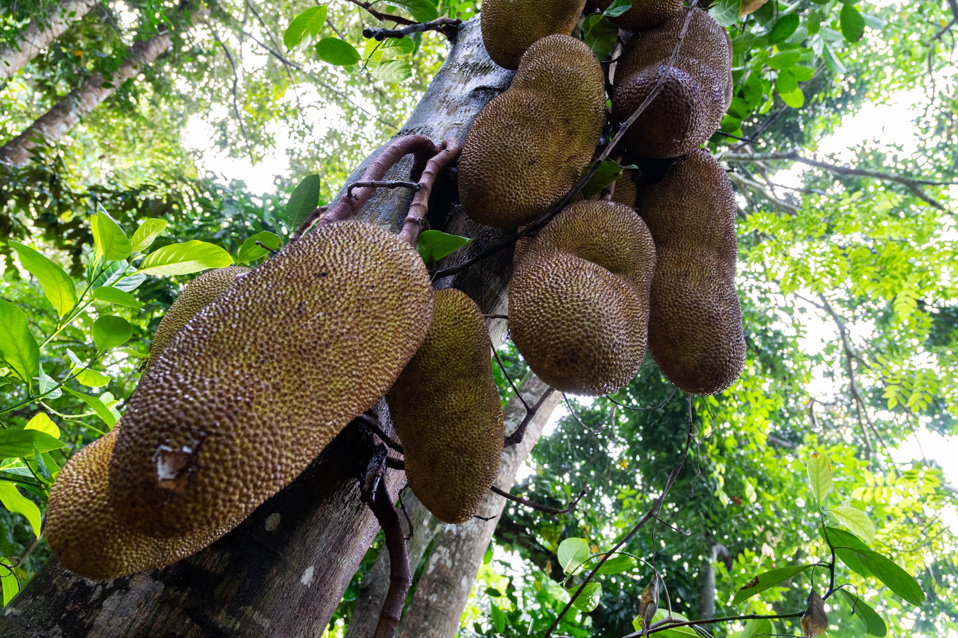 Die schönsten Ausflüge auf Sansibar Jackfruit hängen am Baum, Gewürztour, Sansibar Ausflüge, Tansania, Globetrotter Select