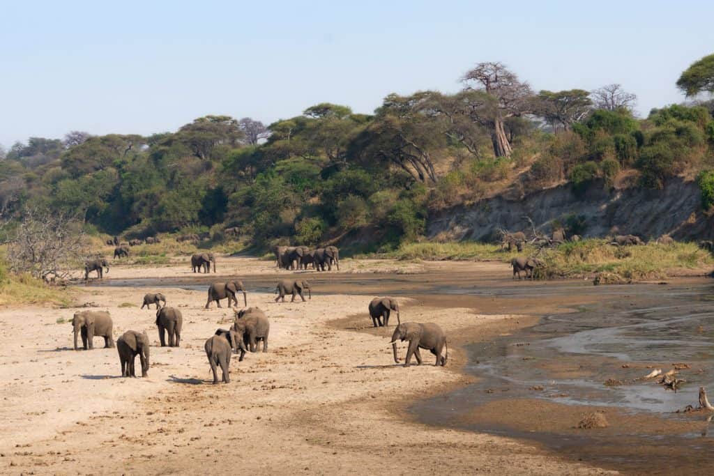 Elefantenherde am Fluss im Tarangire Nationalpark, Tansania, Globetrotter Select