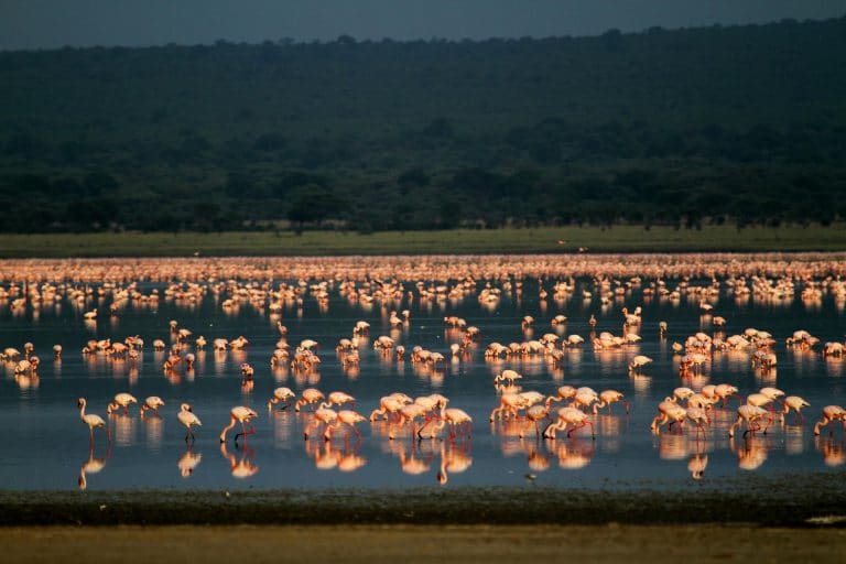Lake Natron in Tansania - Globetrotter Select