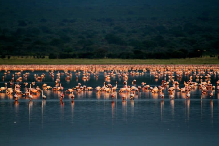 Lake Natron in Tansania - Globetrotter Select