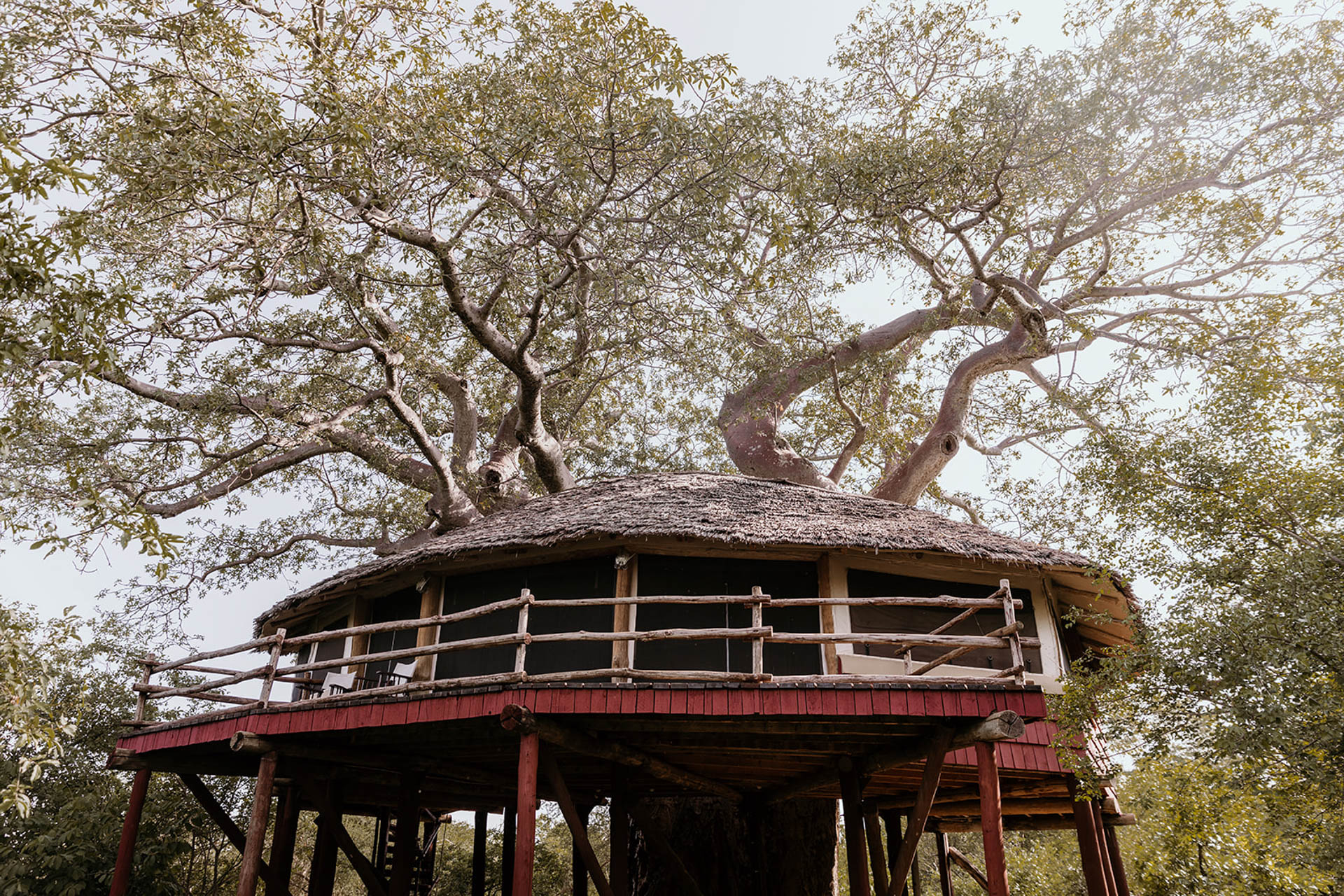 Elewana Collection Taragire Treetops
