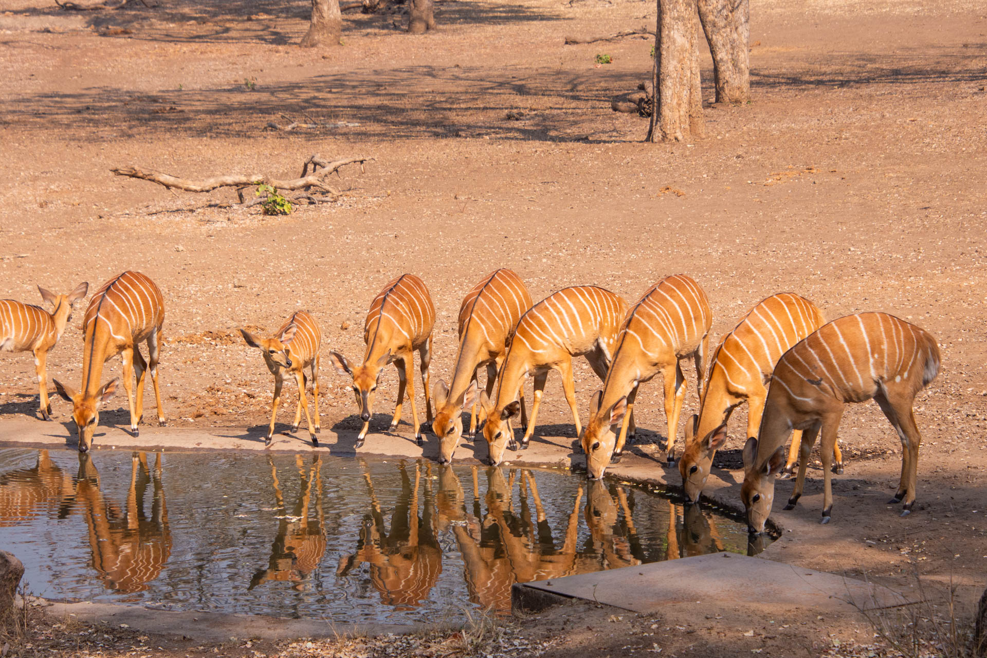 Thawale-Lodge-Malawi-Globetrotter-Select-17