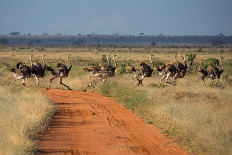 Tsavo Nationalpark in Kenia - Globetrotter Select