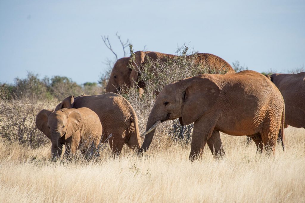 Beste Reisezeit Kenia: Klima & Temperaturen Elefanten in Kenia - Globetrotter Select