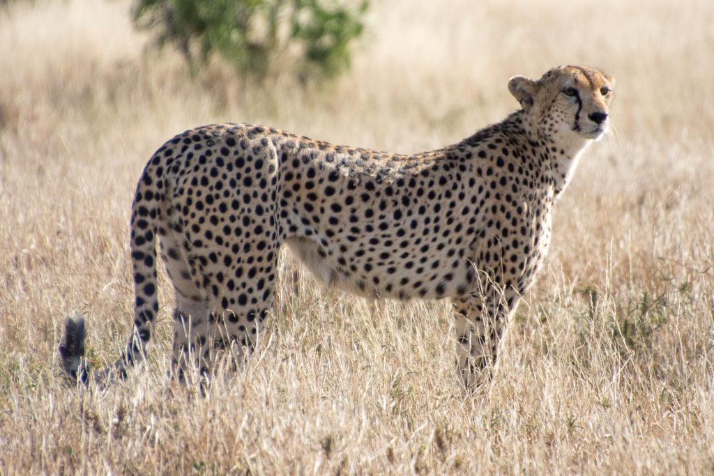 Beste Reisezeit Kenia: Klima & Temperaturen Kenia - Globetrotter Select