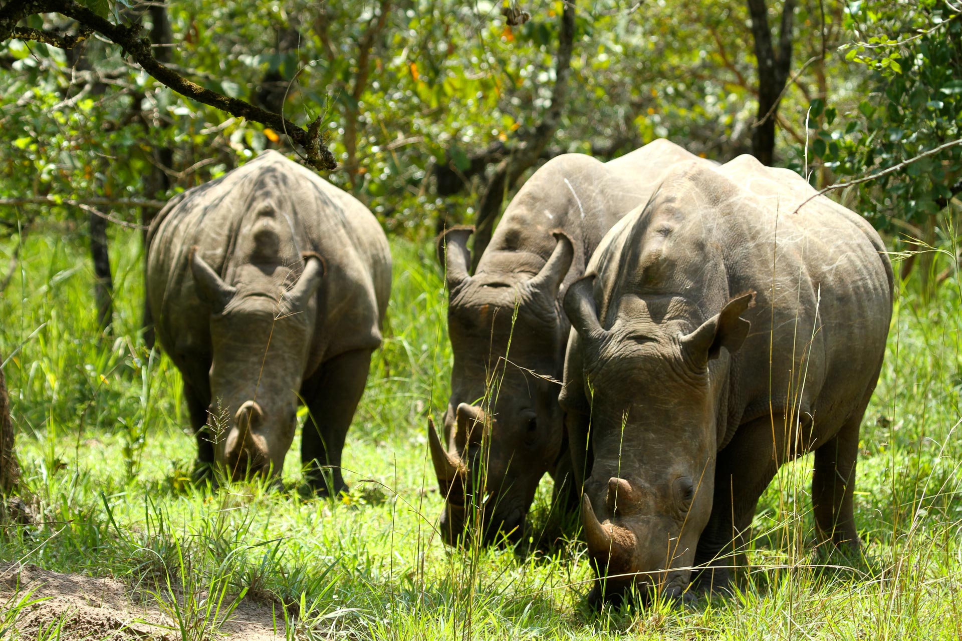 Nashorn in Uganda - Globetrotter Select