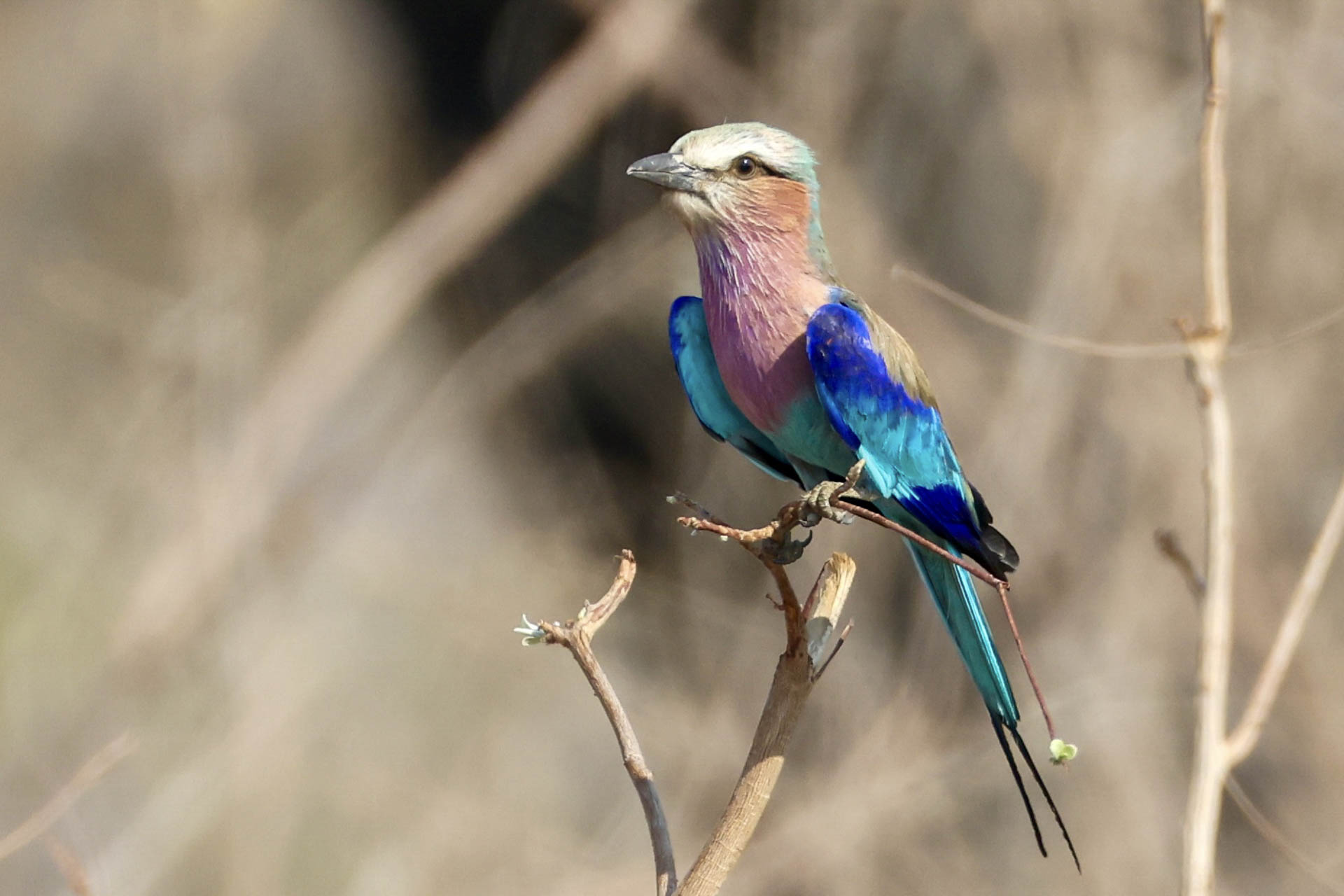 Livingstone & Victoria Falls