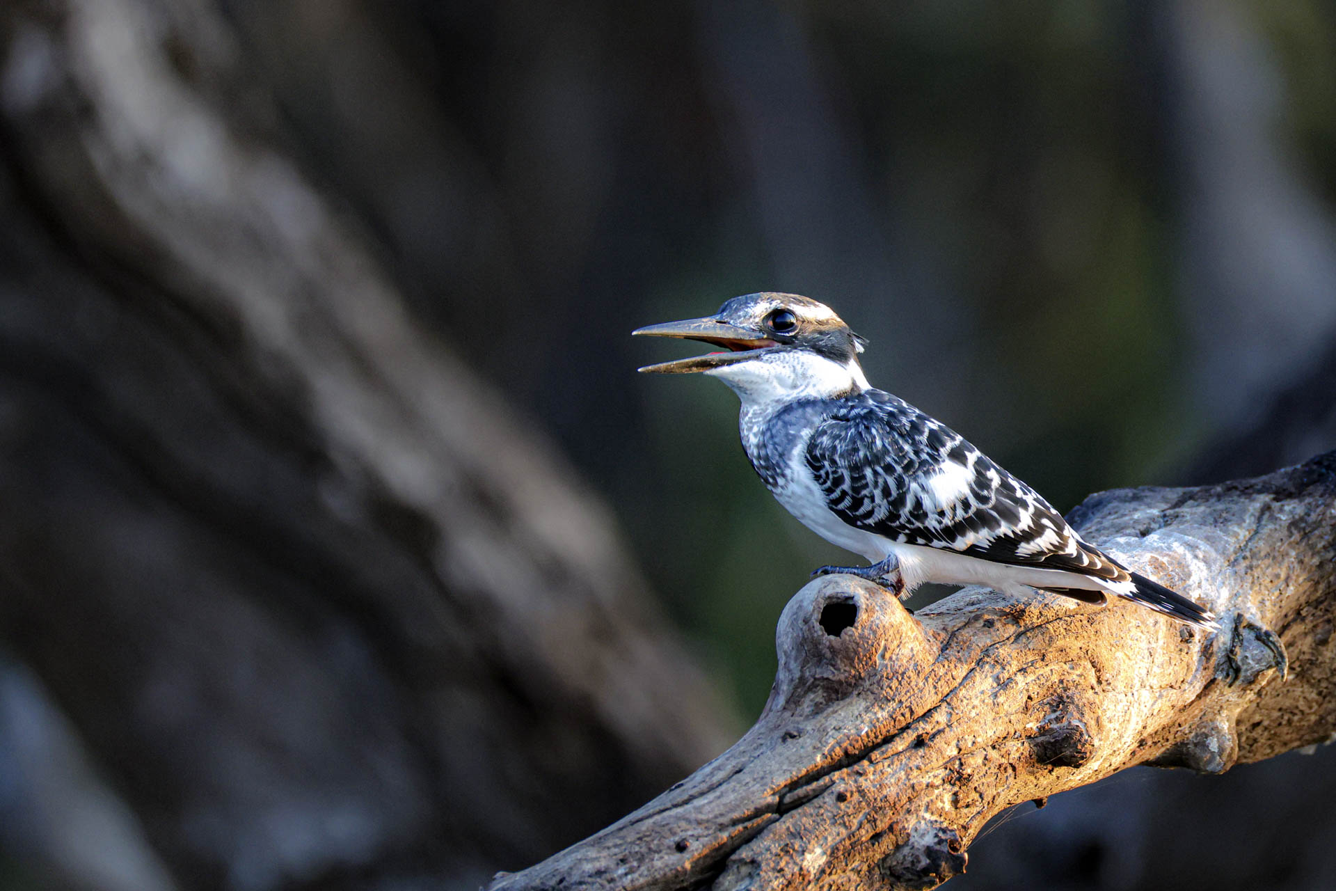 Livingstone & Victoria Falls