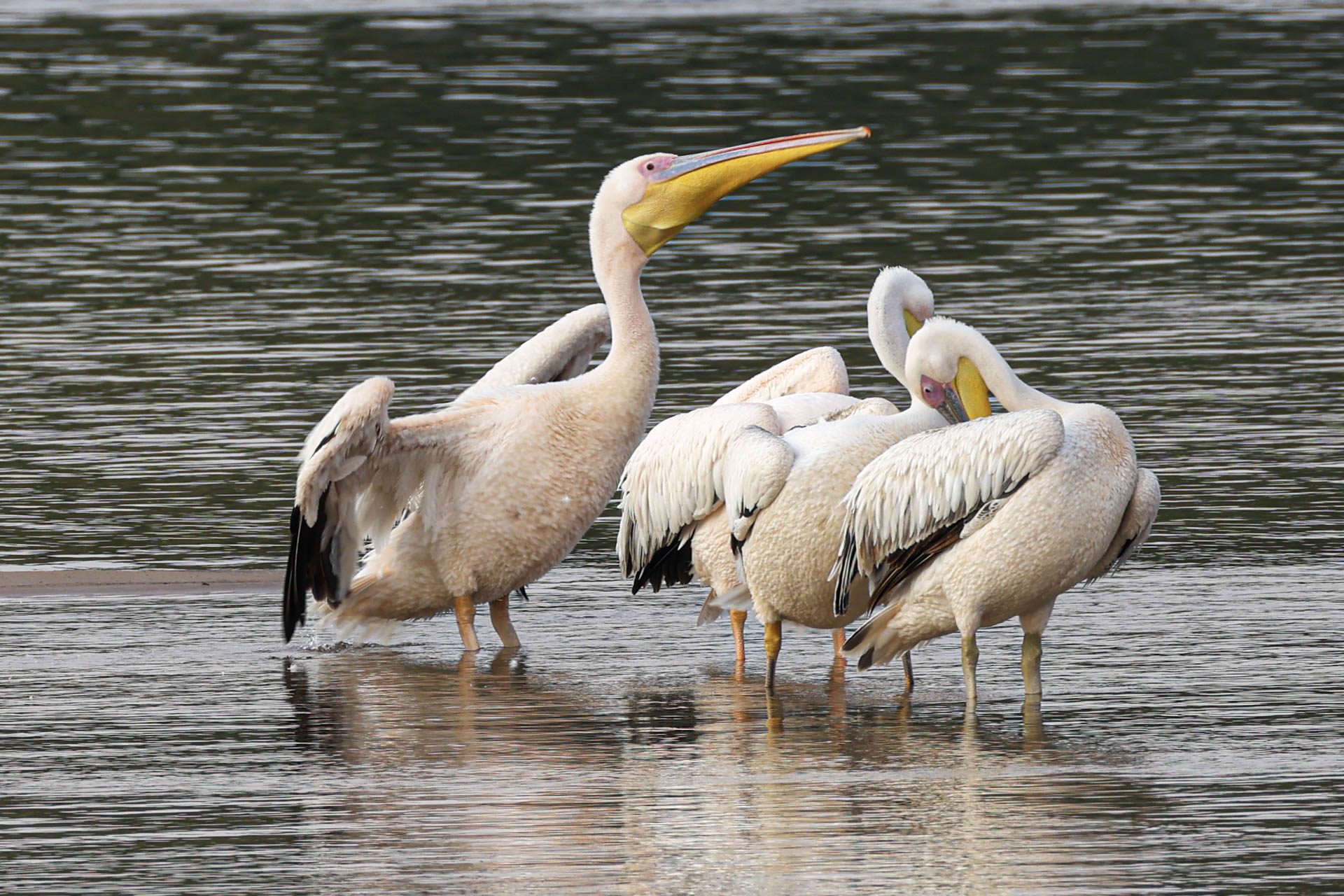 Livingstone & Victoria Falls