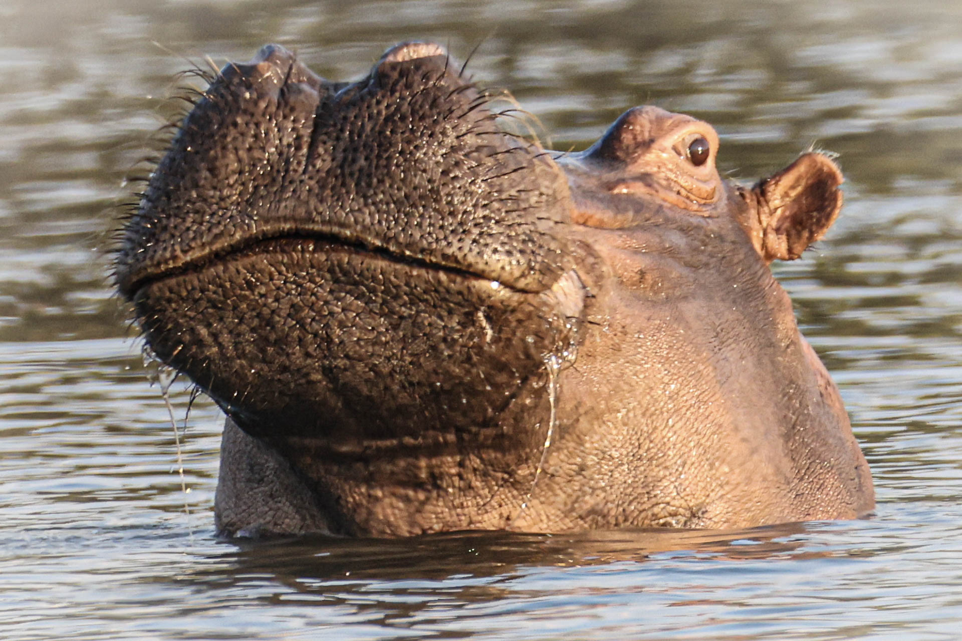 Livingstone & Victoria Falls