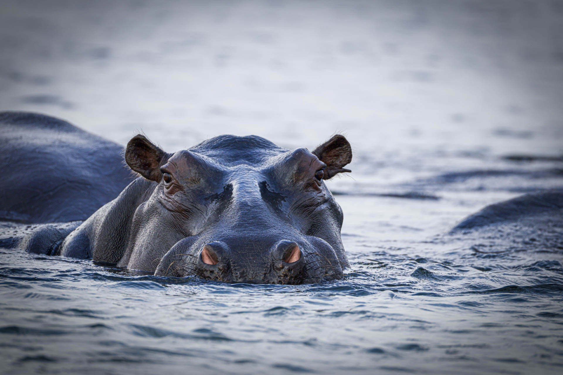 Livingstone & Victoria Falls