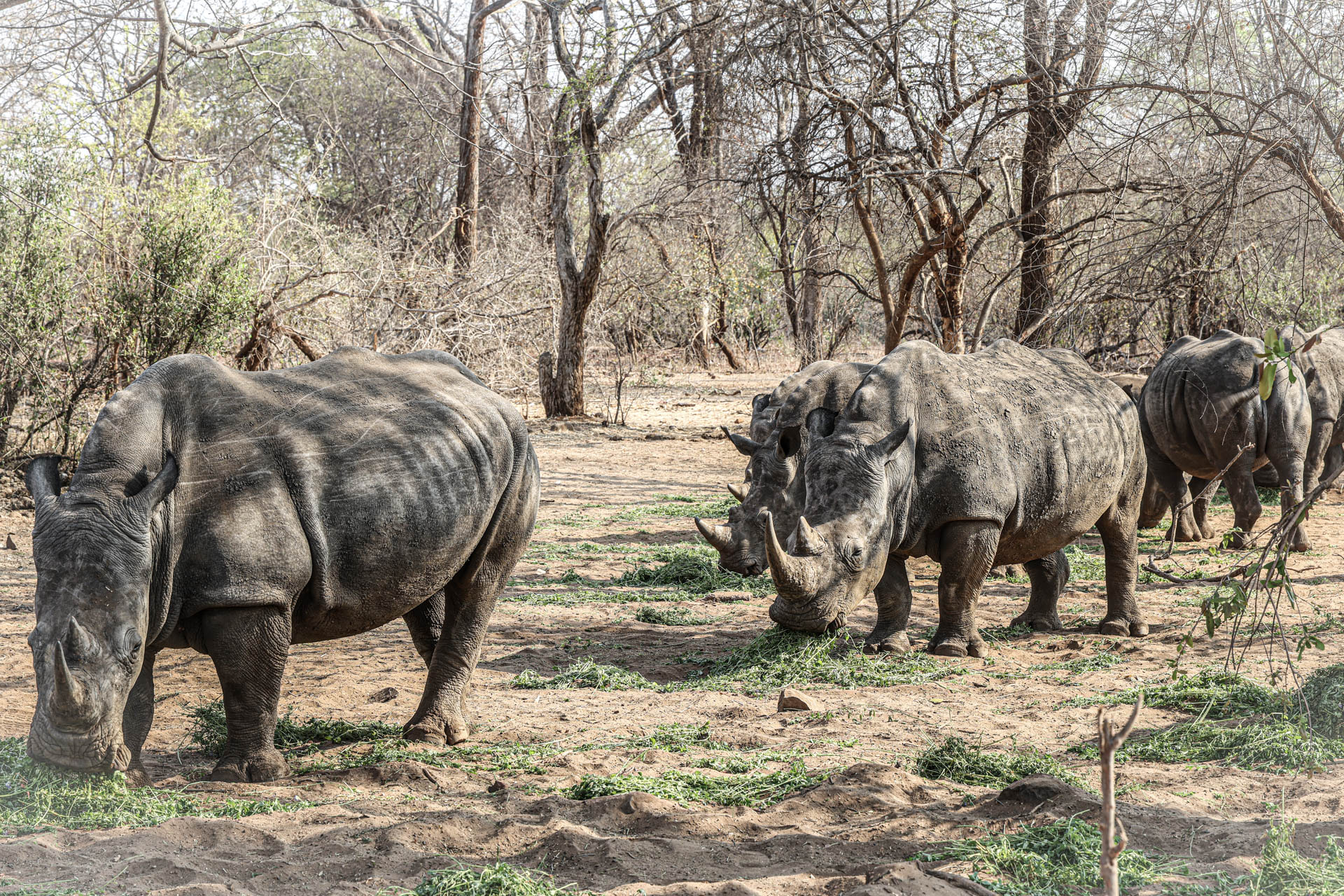 Livingstone & Victoria Falls