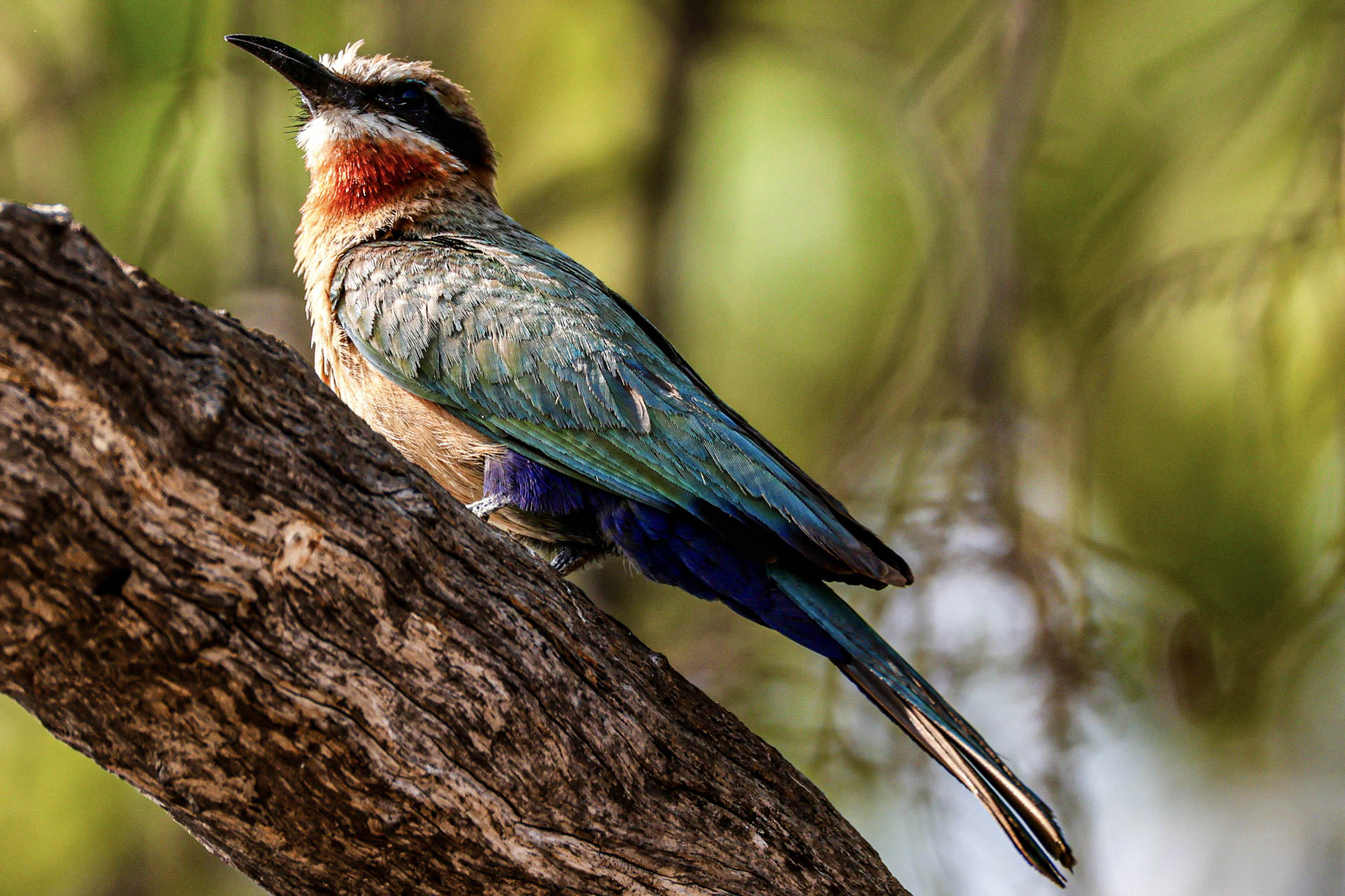 Livingstone & Victoria Falls