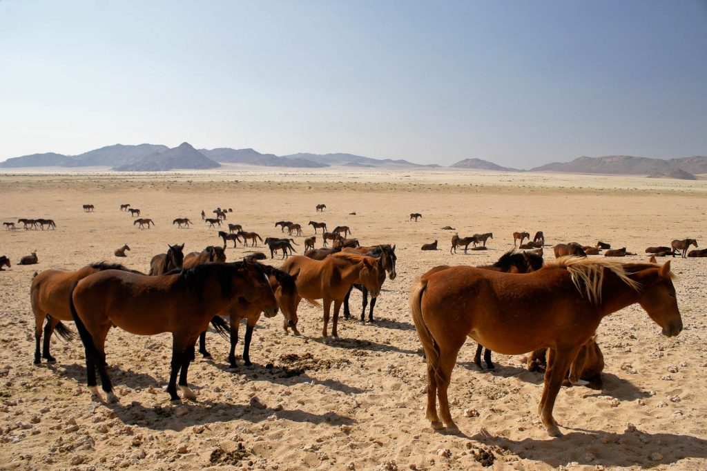 Wilde Pferde Aus Namibia AS 1