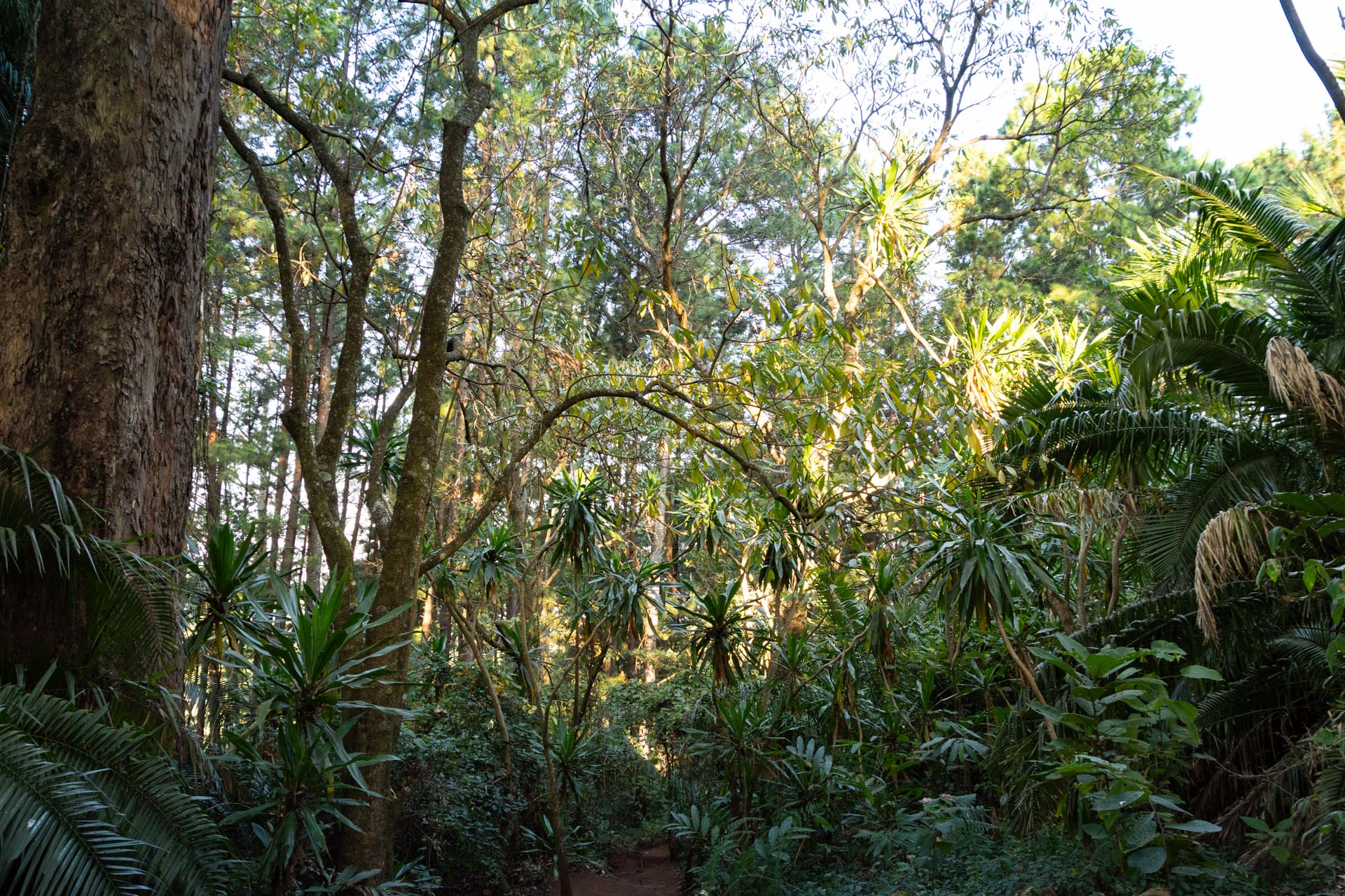 Zomba-Forest-Lodge-Malawi-Globetrotter-Select-11