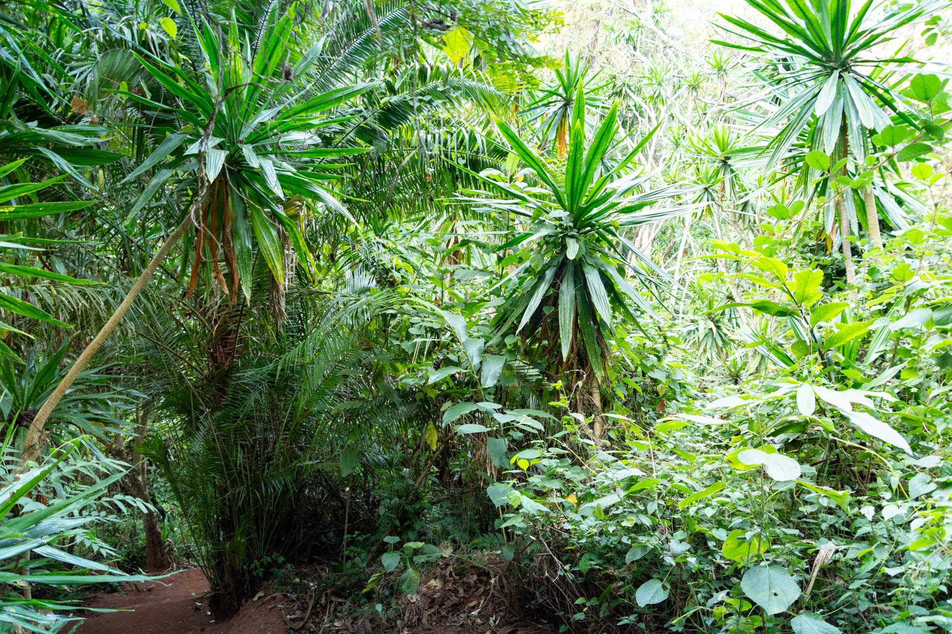 Zomba-Forest-Lodge-Malawi-Globetrotter-Select-12