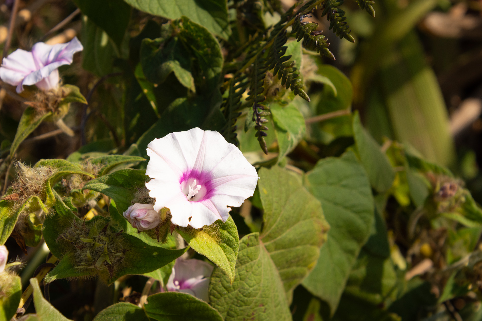 Zomba-Plateau-Malawi-Globetrotter-Select-26