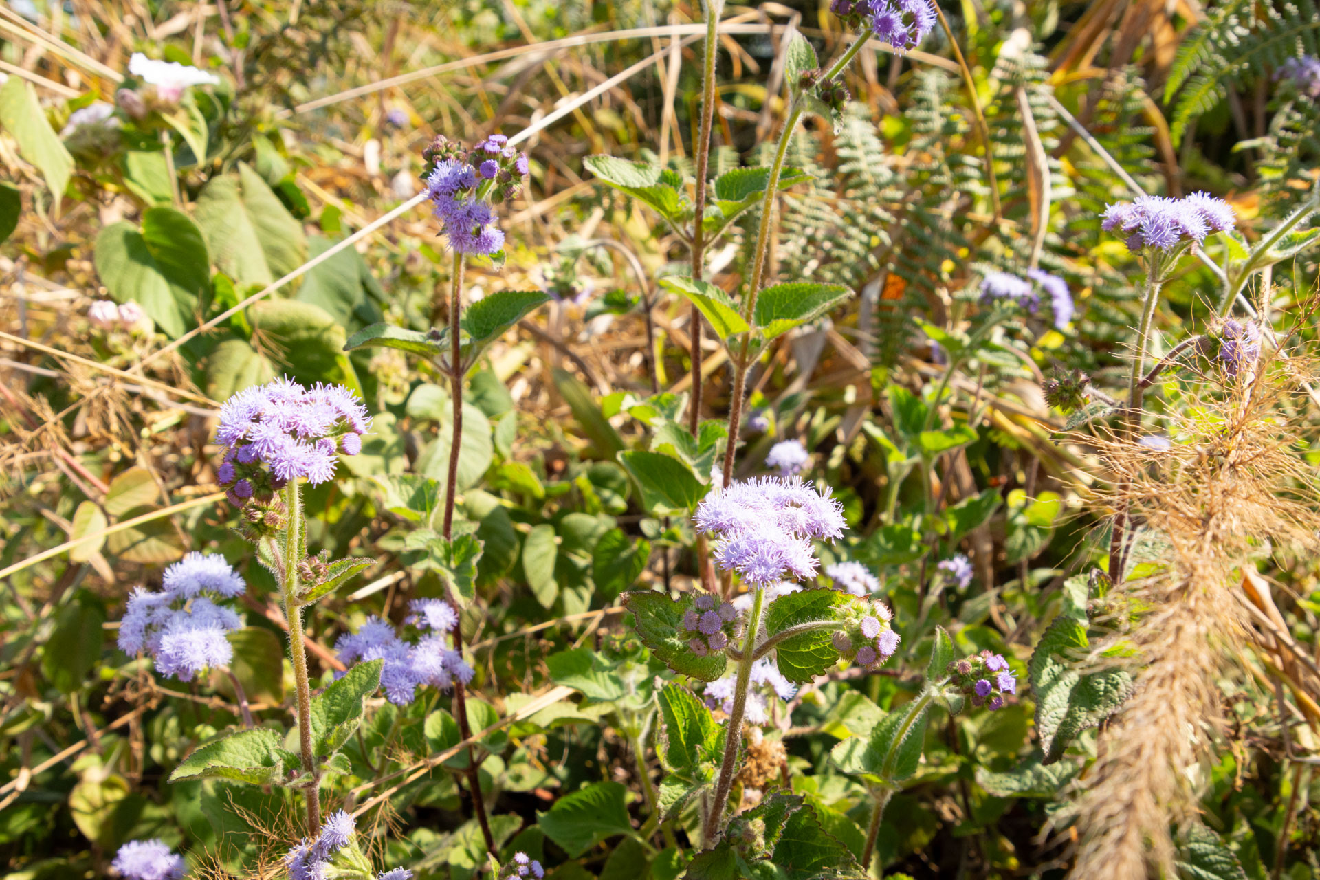 Zomba-Plateau-Malawi-Globetrotter-Select-27