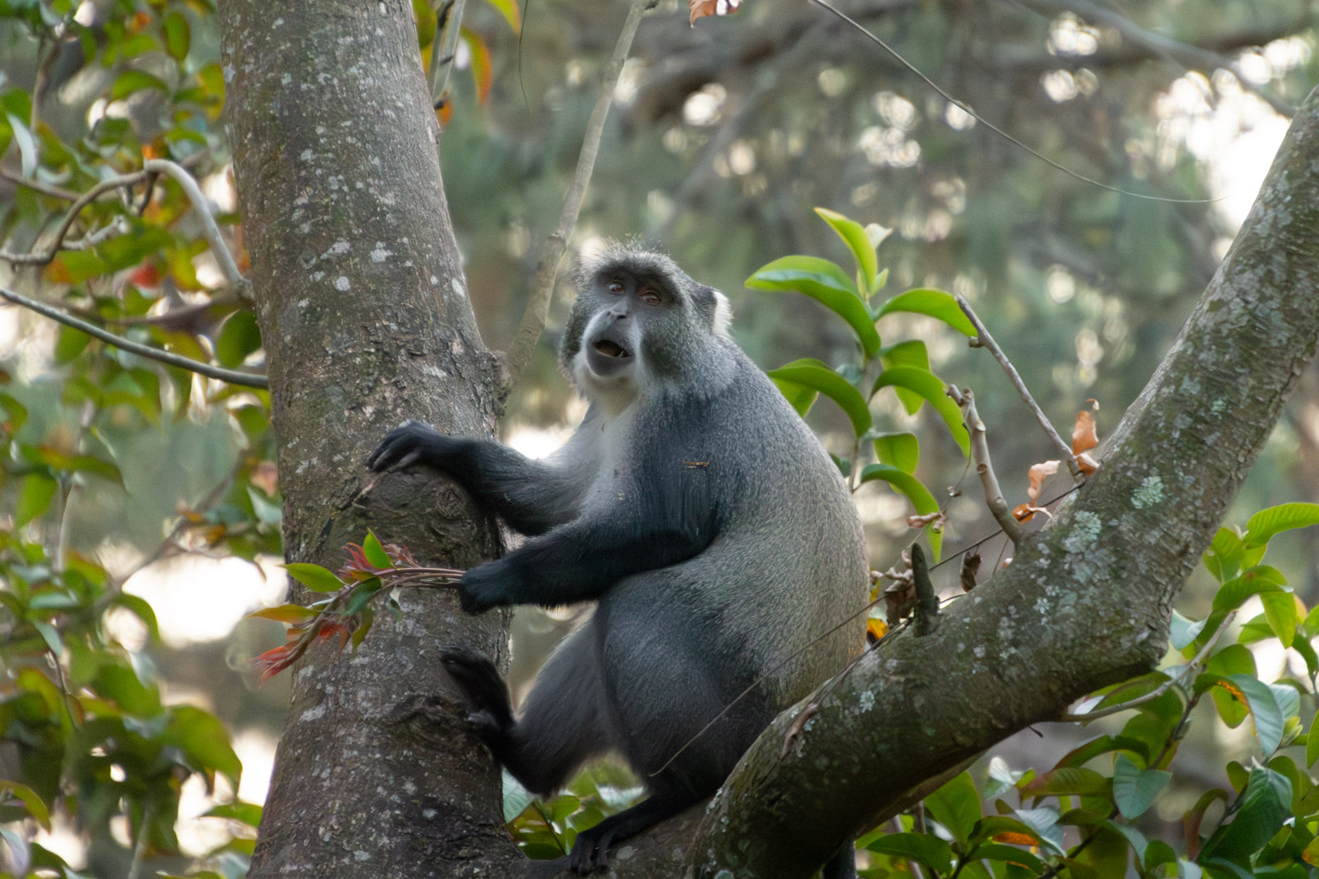 Zomba-Plateau-Malawi-Globetrotter-Select-31