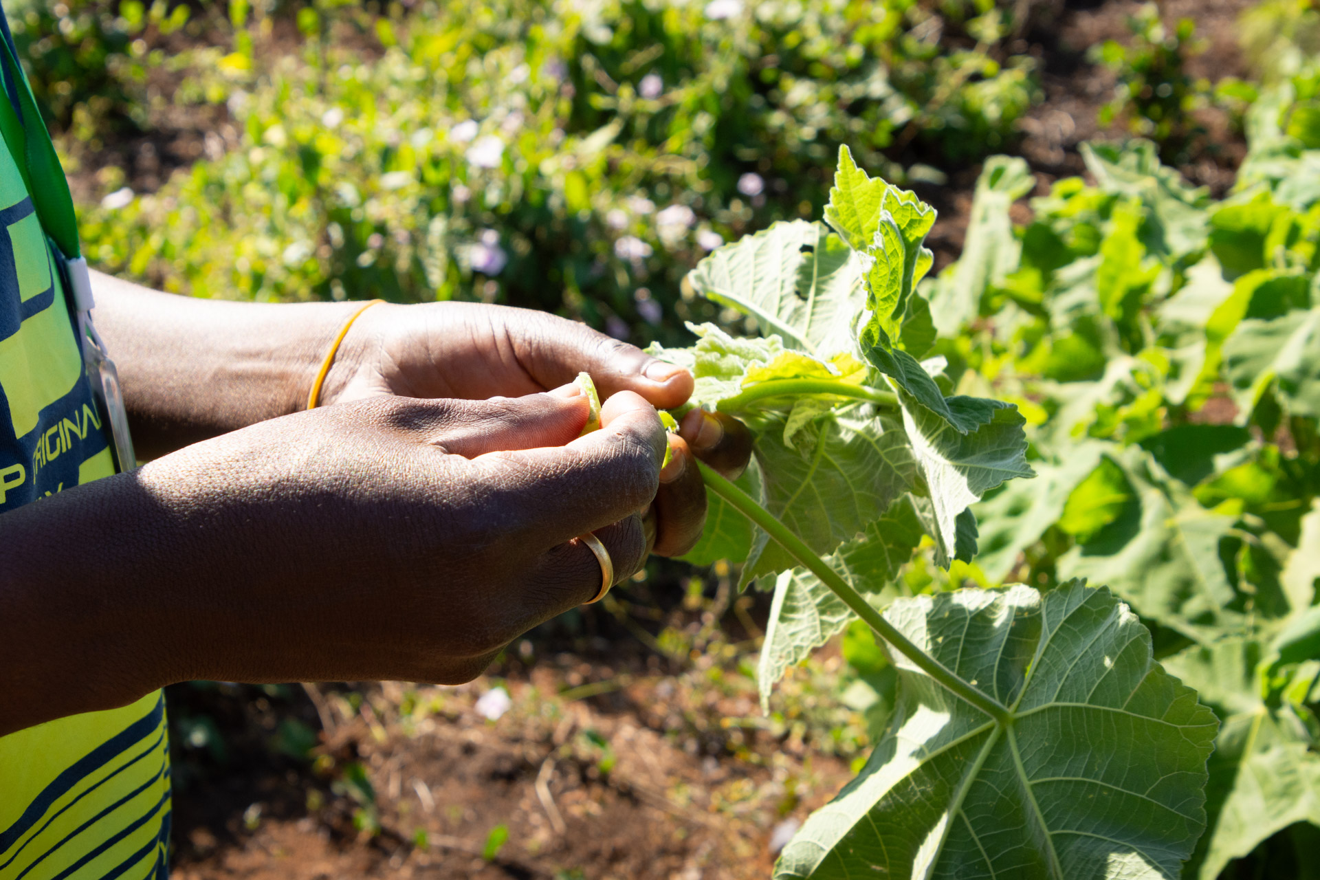 Zomba-Plateau-Malawi-Globetrotter-Select-7