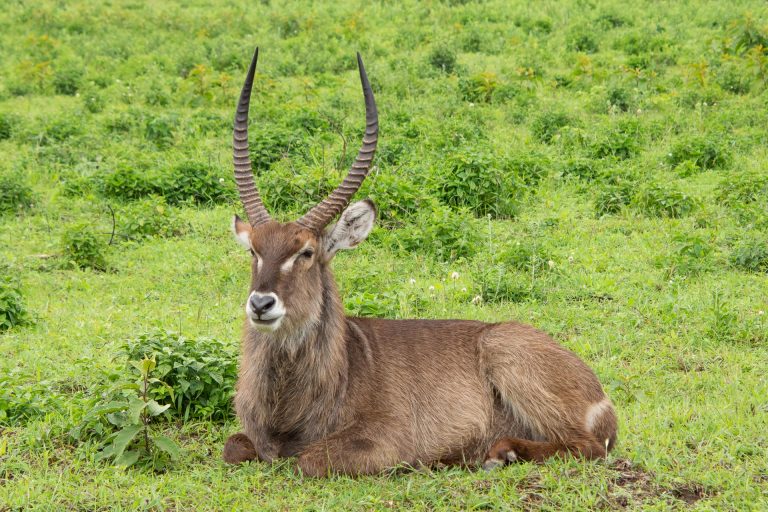 Arusha Nationalpark in Tansania - Globetrotter Select
