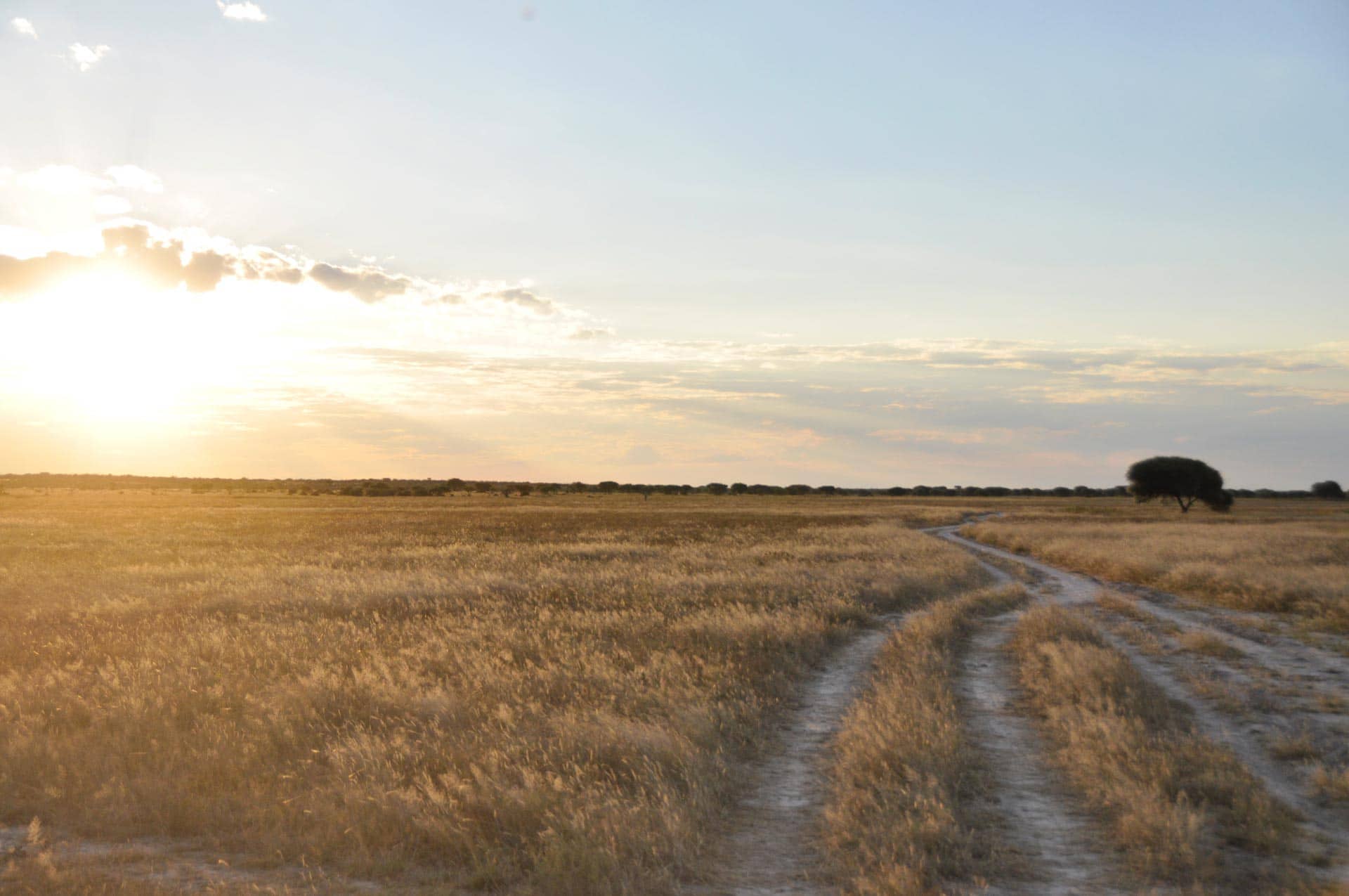 Central Kalahari in Botswana