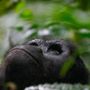 Gorilla Safari im Bwindi Nationalpark in Uganda