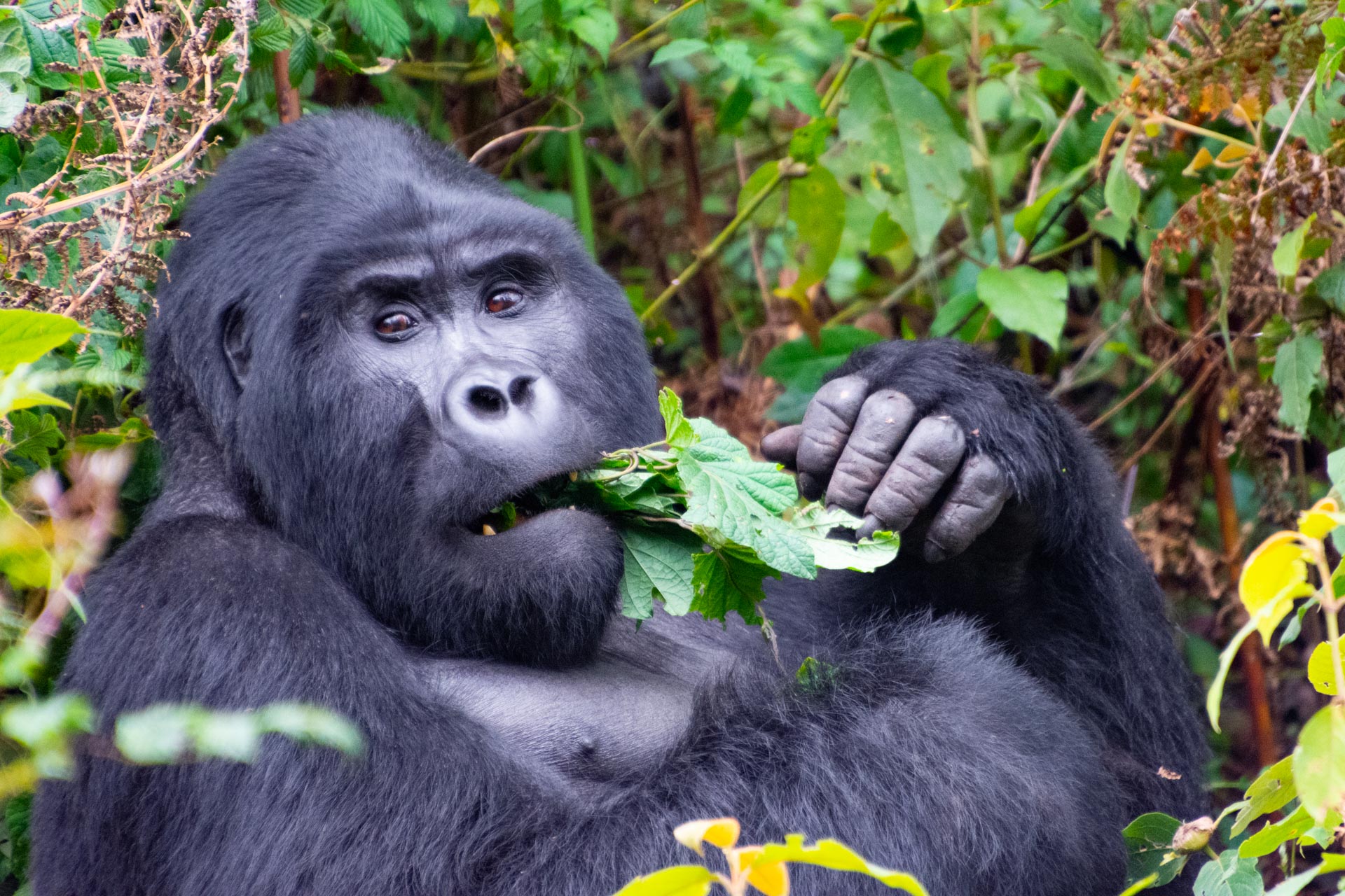 Gorilla Safari im Bwindi Nationalpark in Uganda