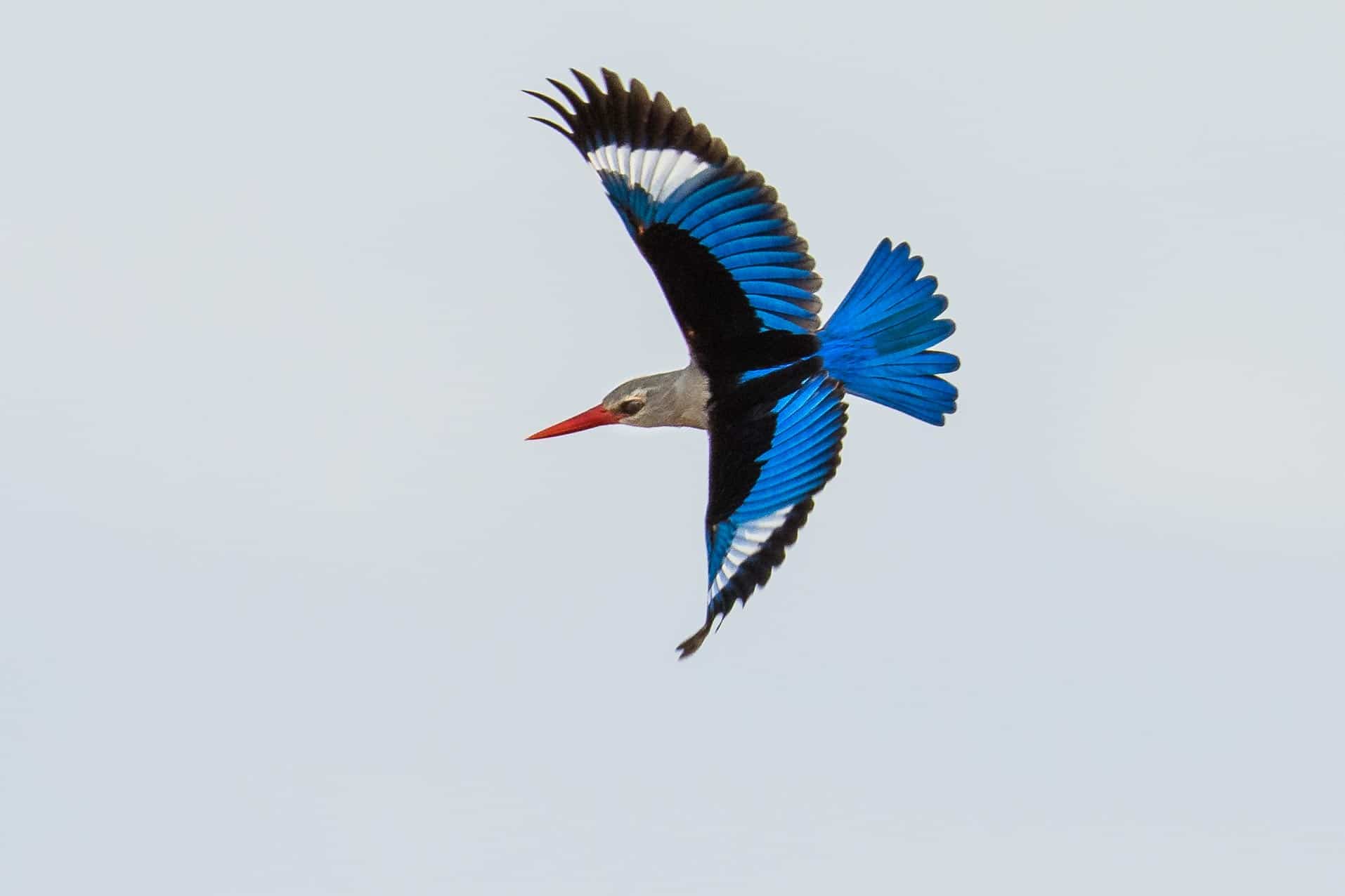 Meru Nationalpark in Kenia - Globetrotter Select