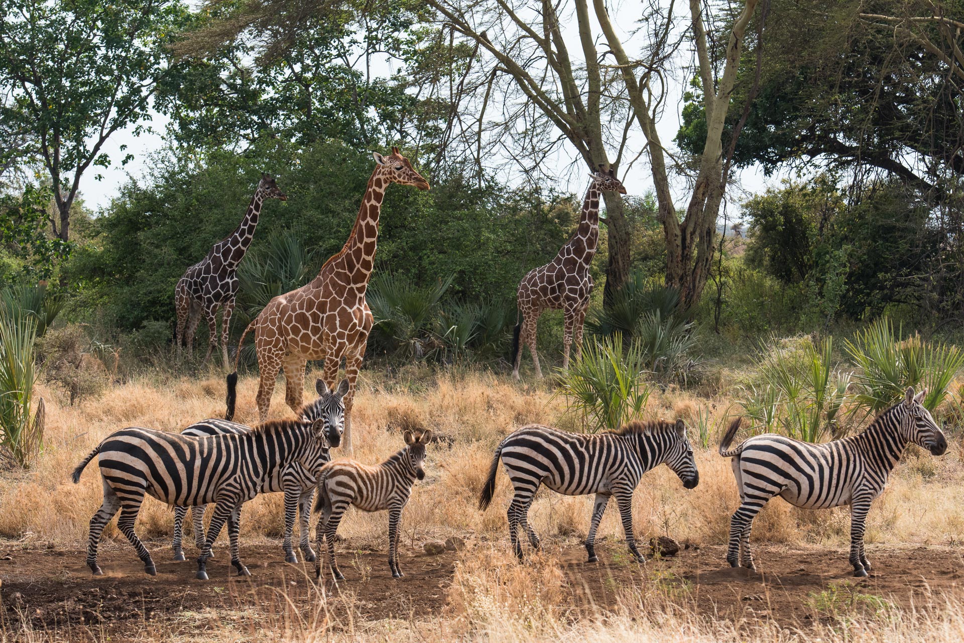 Meru Nationalpark in Kenia