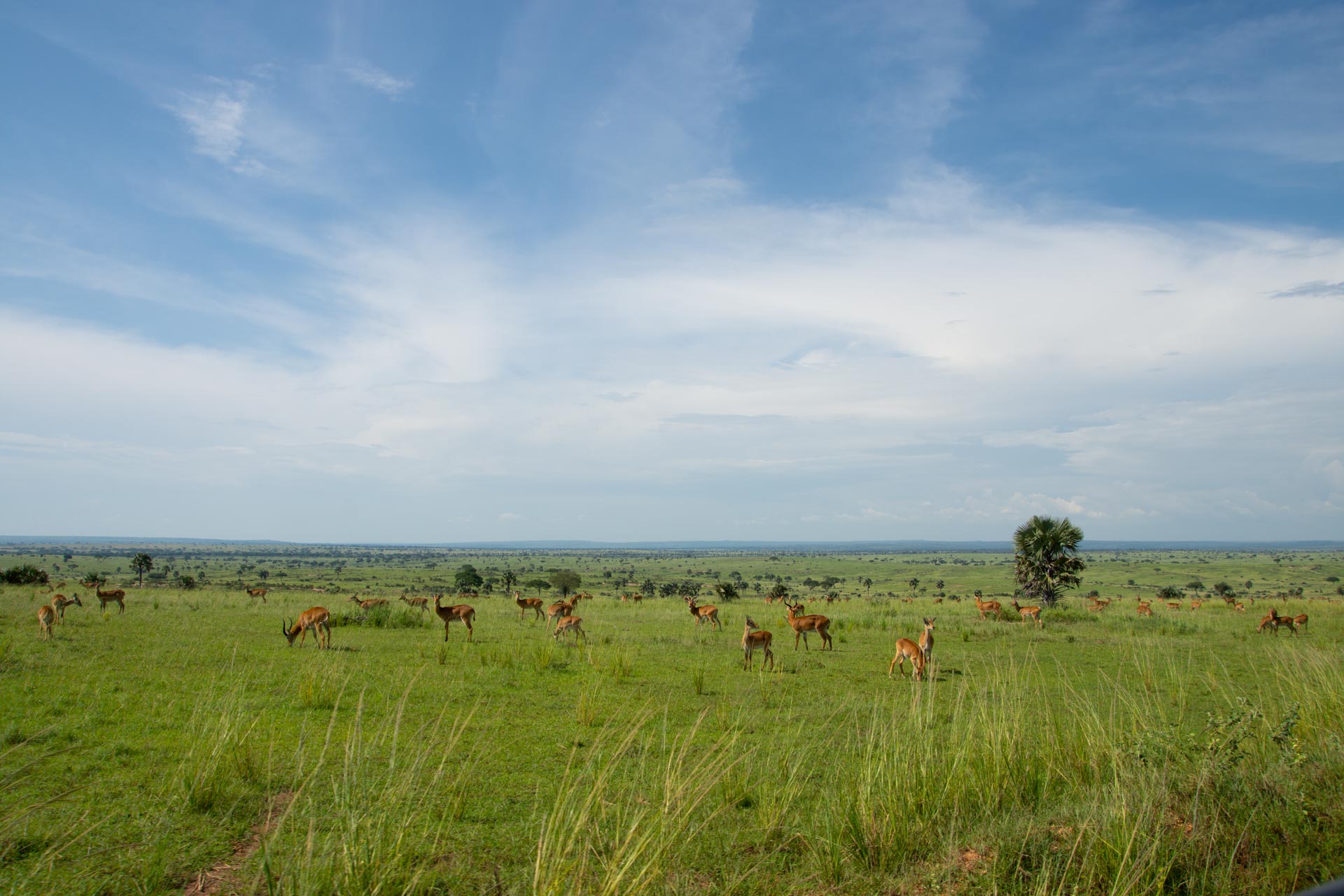 Murchison Falls Nationalpark in Uganda - Globetrotter Select