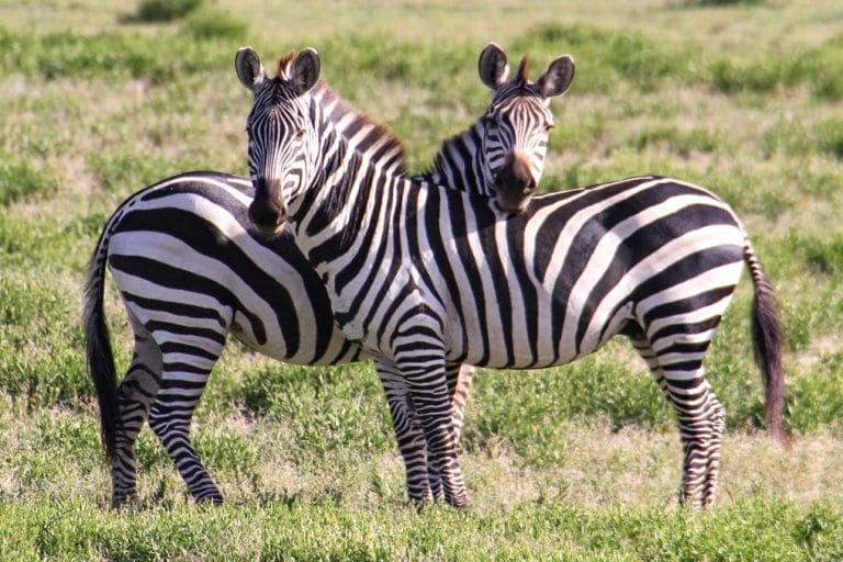 Ngorongoro Conservation in Tansania am Rande der Serengeti - Globetrotter Select