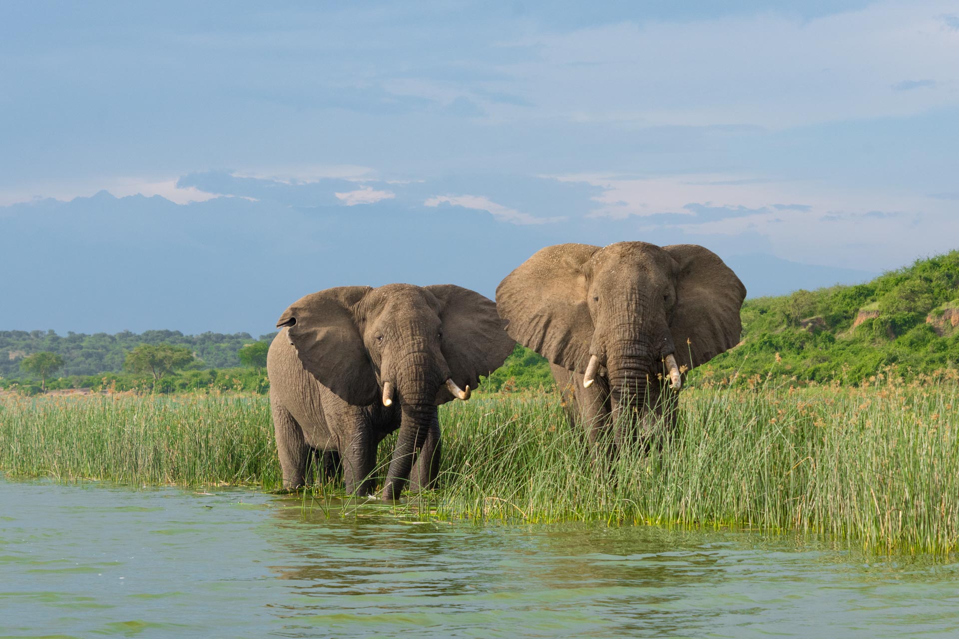 Queen Elisabeth Nationalpark in Uganda