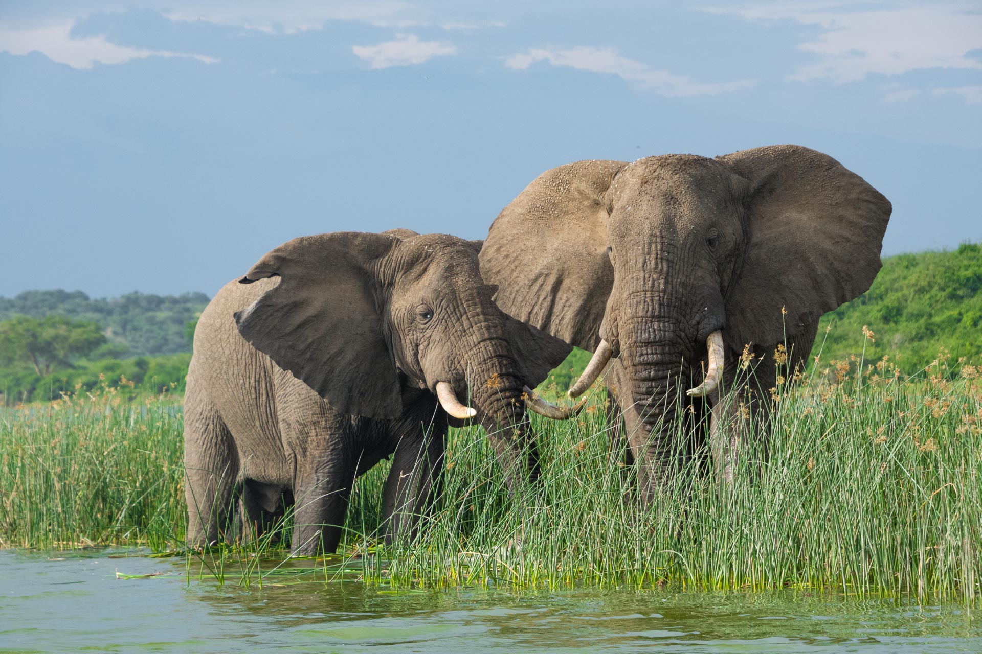Queen Elisabeth Nationalpark in Uganda - Globetrotter Select