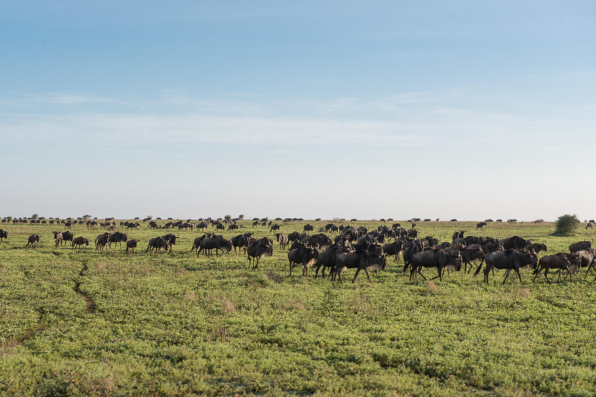 Safari in Tansania - Globetrotter Select