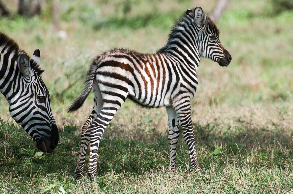Safari in Tansania - Globetrotter Select