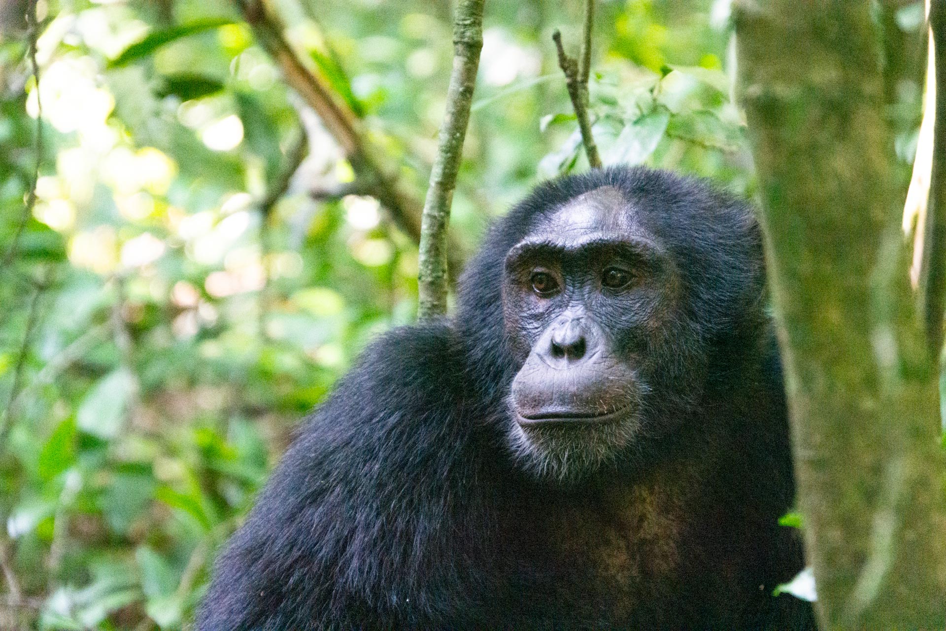 Schimpansen Safari Kibale Nationalpark in Uganda