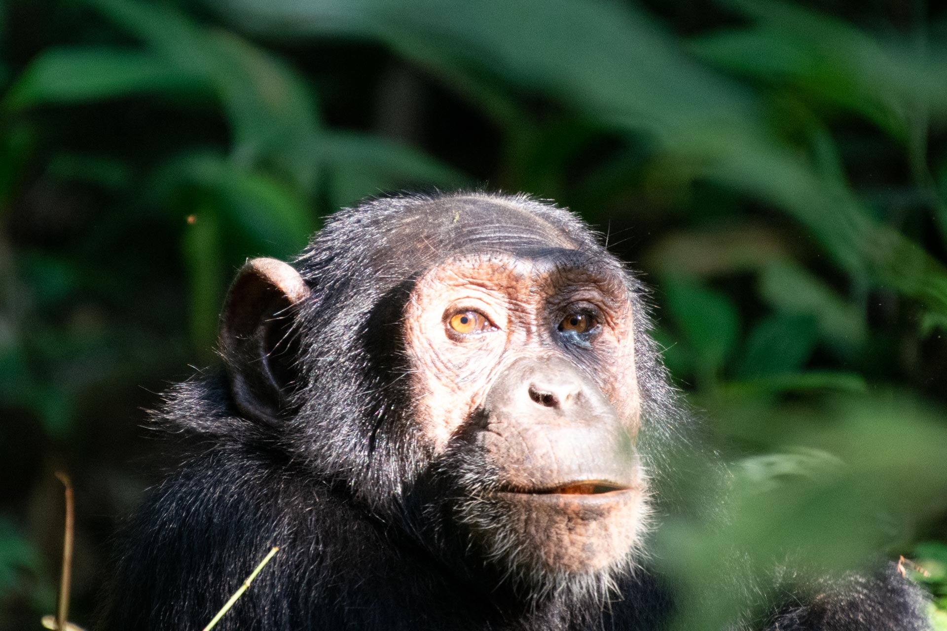Schimpansen Safari Kibale Nationalpark in Uganda - Globetrotter Select