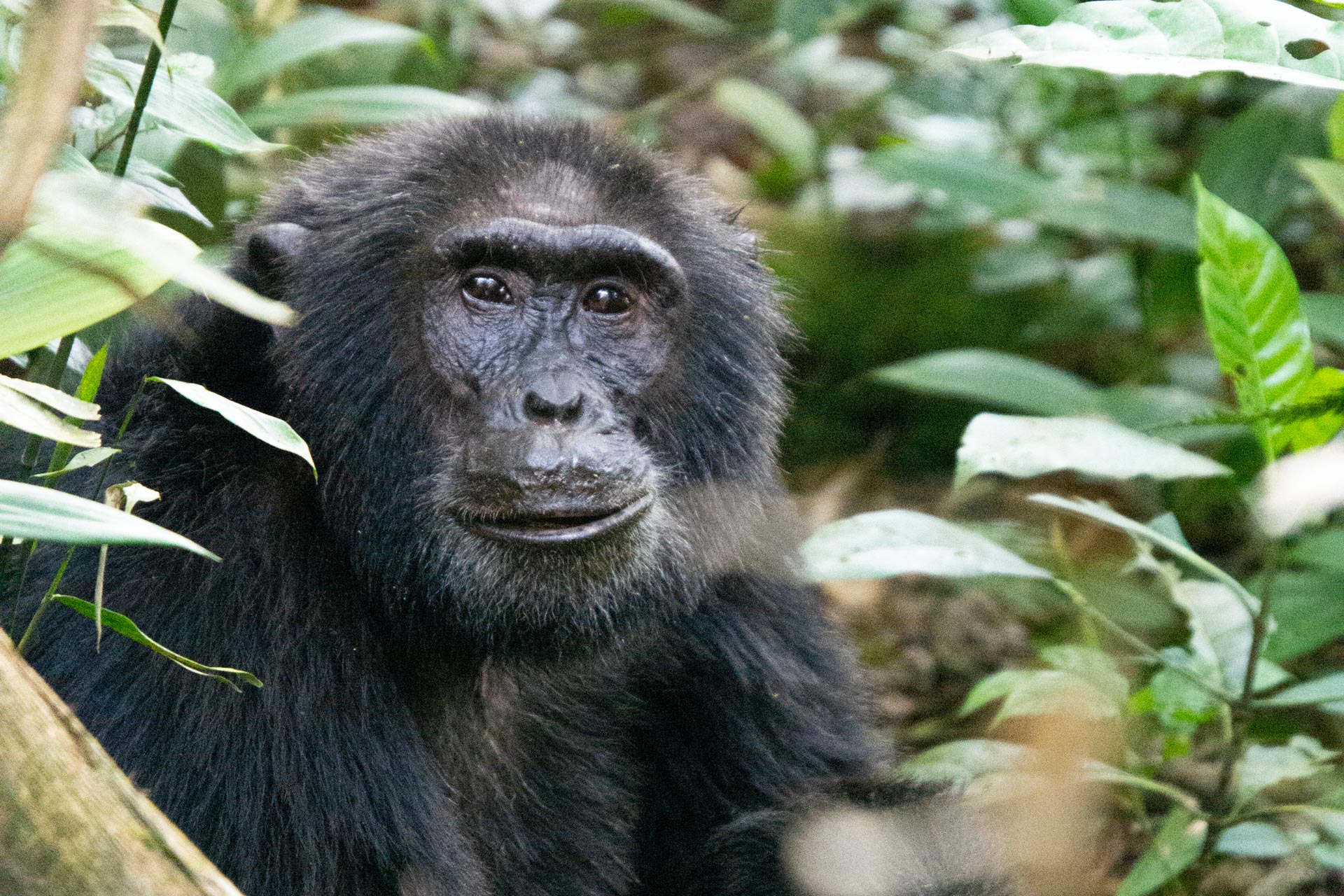 Schimpansen Safari Kibale Nationalpark in Uganda - Globetrotter Select