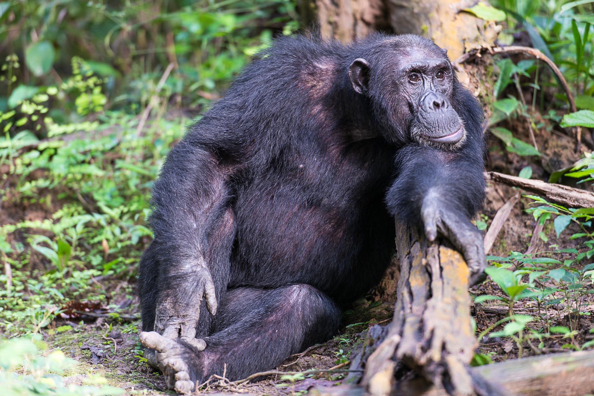 Schimpansen Safari im Mahale Nationalpark in Tansania  - Globetrotter Select