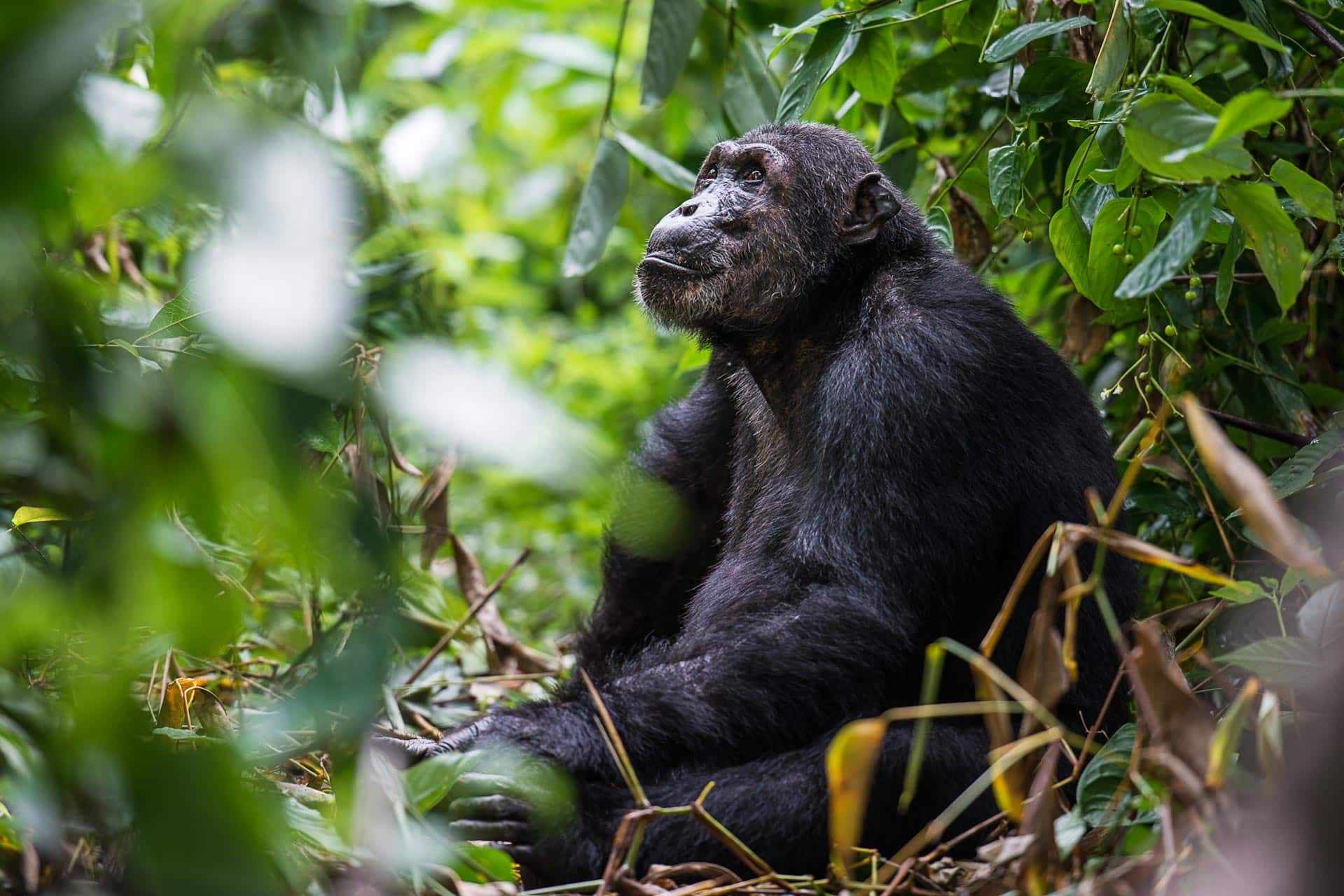 Flugsafari Suedtansania mit Mahale