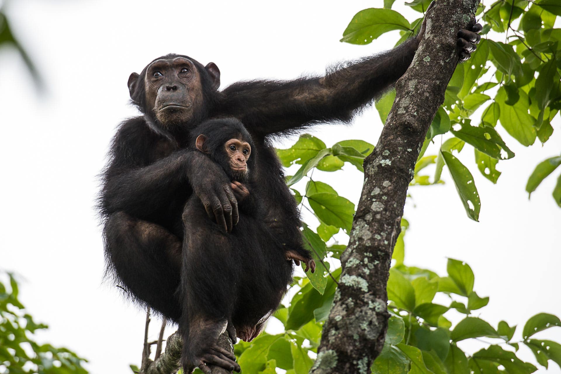 Schimpansen Safari im Mahale Nationalpark in Tansania